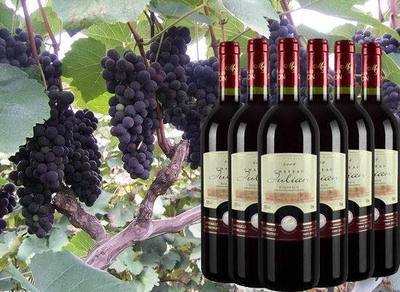 葡萄酒、香檳-法國(guó)波爾多紅酒 朱莉安2008經(jīng)典干紅葡萄酒 法國(guó)葡萄酒低價(jià)批發(fā)-.